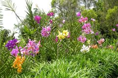 Singapore 05 04 Singapore Botanic Gardens National Orchid Garden